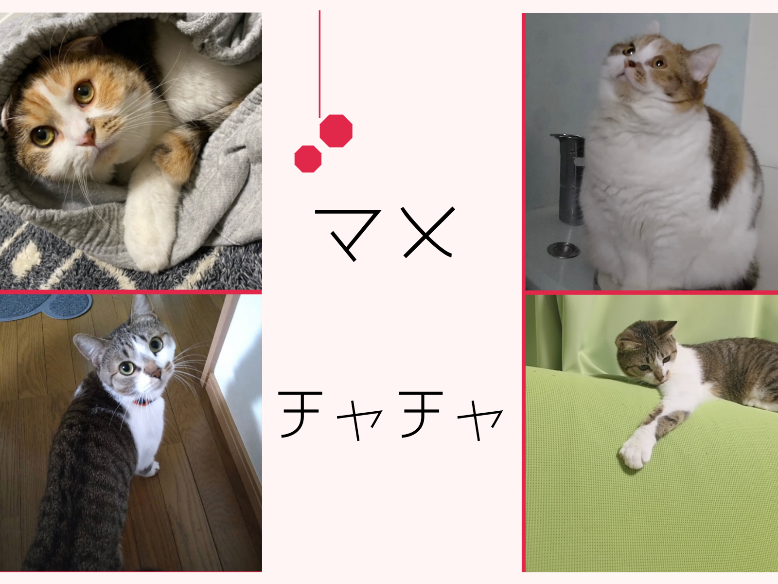 浅野さんの猫たち