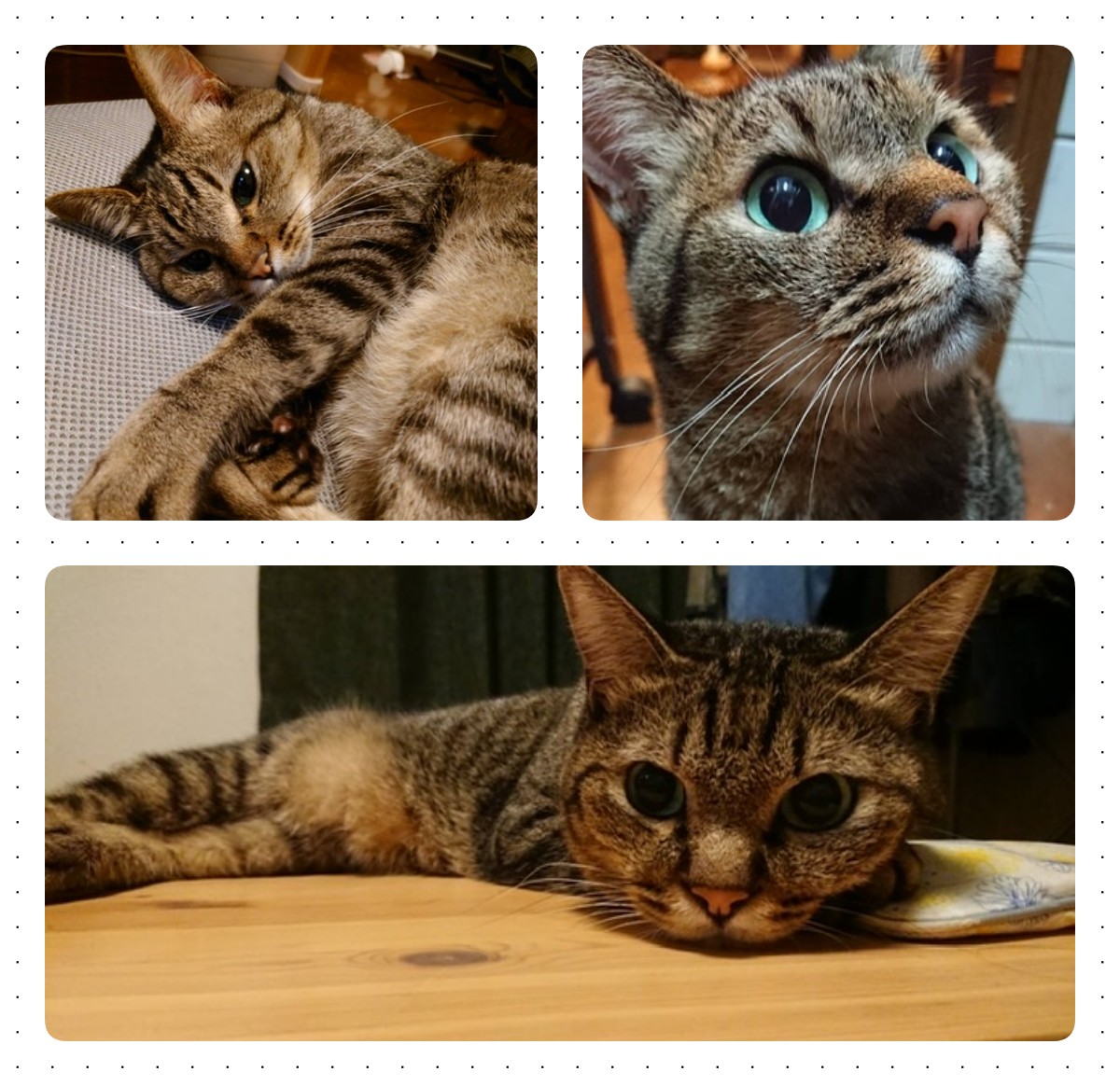 猫のこまちゃん