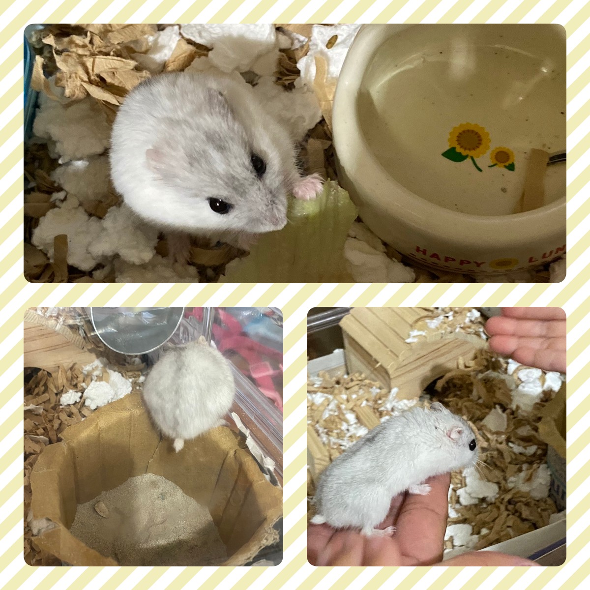 ハムスターのハムちゃん