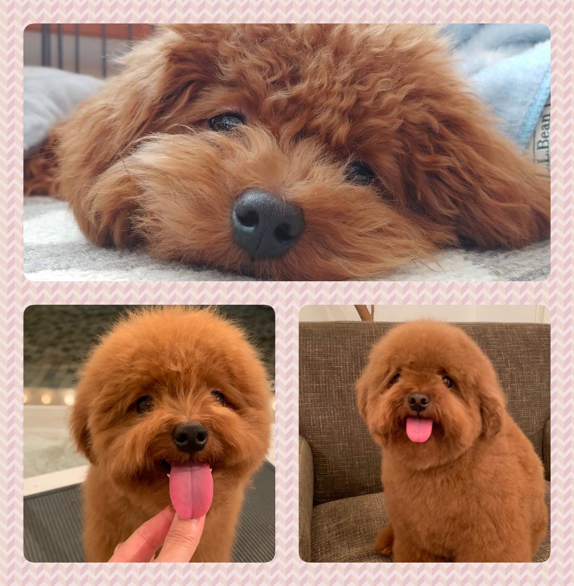 犬のるーちゃん